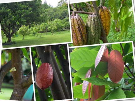 Cacao trees and pods