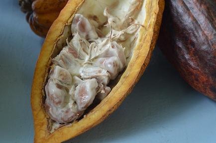 Split cacao pod in Kauai