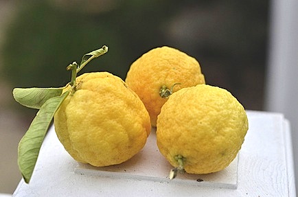 Eureka lemon www.alicedishes.com
