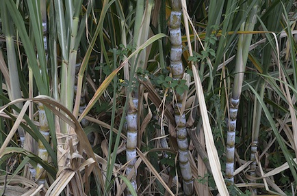 Sugar cane growing in Maui