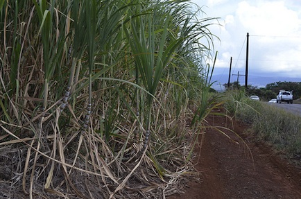Sugar growing in Maui