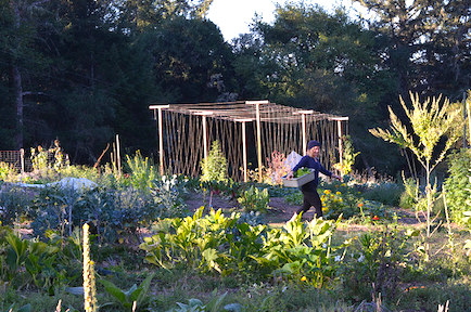 Jenay in the vegetable garden at Lotus Feed