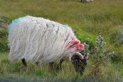 connemara_sheep