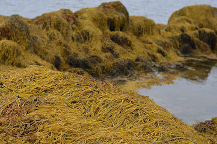 seaweed_connemara