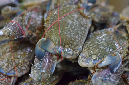 crabs_phuket_market