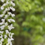 wisteria
